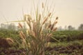 Wheat field in morning and grass bouguest Royalty Free Stock Photo