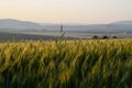 organic wheat field