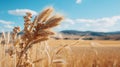 wheat in a field with mountains in the background Royalty Free Stock Photo