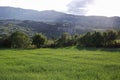 Wheat field, mountains and trees Royalty Free Stock Photo