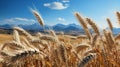 Wheat field and mountains under blue sky with clouds, closeup Royalty Free Stock Photo