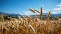Wheat field and mountains under blue sky with clouds, closeup Royalty Free Stock Photo