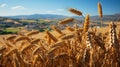 Wheat field and mountains under blue sky with clouds, closeup Royalty Free Stock Photo