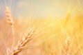 Wheat field natural product. Spikelets of wheat in sunlight close-up. Summer background of ripening ears of agriculture landscape