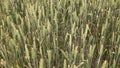 Wheat field and nature, dolly sliding shot