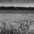 Wheat field before harvest in Hanadiv valley Israel Royalty Free Stock Photo