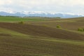 A freshly germinated Idaho wheat field.