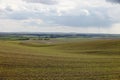 A freshly germinated Idaho wheat field.