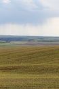 A freshly germinated Idaho wheat field.