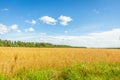 Wheat field, oblique strip of green forest in the distance and blue sky with clouds Royalty Free Stock Photo