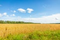 Wheat field, oblique strip of green forest in the distance and blue sky with clouds Royalty Free Stock Photo