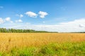 Wheat field, oblique strip of green forest in the distance and blue sky with clouds Royalty Free Stock Photo