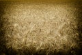 From this wheat field our bread originates Royalty Free Stock Photo