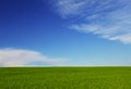 Wheat field over blue sky Royalty Free Stock Photo