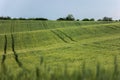 Wheat field over blue sky Royalty Free Stock Photo