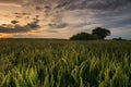 Wheat field overgrown with cornflower.