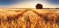 Wheat field panorama with path at summer sunset, Agriculture Royalty Free Stock Photo