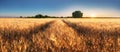 Wheat field panorama with path at summer sunset, Agriculture Royalty Free Stock Photo
