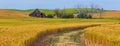 Wheat Field Royalty Free Stock Photo