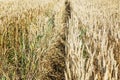 Wheat field with a path among spikelets on a sunny summer day. Cultivation of cereal crops. Close-up Royalty Free Stock Photo