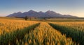 Wheat field with path under Tatras Royalty Free Stock Photo