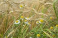 Wheat field and Pleasantly weeds, wild Matricaria in a field on a farm a sunny summer day with cereal ears Royalty Free Stock Photo