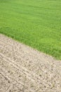 Wheat field and plowed land Royalty Free Stock Photo