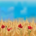 Wheat field with poppies and blue sky