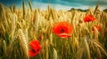 Wheat field with poppies and bluets, agriculture Royalty Free Stock Photo