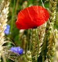 Wheat field with poppies and blurred cornflowers Royalty Free Stock Photo