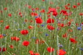 Wheat field with poppies and cornflowers