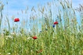 Wheat field with poppies cornflowers and daisies