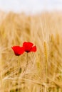 A wheat field with poppies flowering in early summer Royalty Free Stock Photo