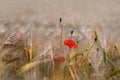 Wheat field with poppies in Provence Royalty Free Stock Photo