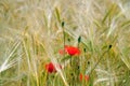 Wheat field with poppies in Provence Royalty Free Stock Photo