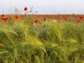 Wheat field with poppies, shallow depth of field. Green spiny ears of wheat illuminated by sunlight in the background unfocused