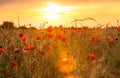 Wheat field with poppies Royalty Free Stock Photo