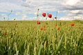 Wheat field