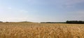 Wheat field that procured by the wind Royalty Free Stock Photo