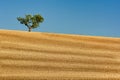 Wheat field in Provence south of France with almond tree during summer against blue sky Royalty Free Stock Photo