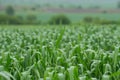 Wheat Field After Rain