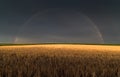 Wheat field after rain with rainbow behind Royalty Free Stock Photo