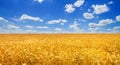 Wheat field in the rays of the summer sun, closeup, bountiful harvest concept