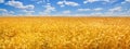 Wheat field in the rays of the summer sun, closeup, rich harvest concept