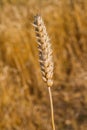 Wheat field