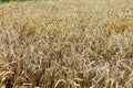 Wheat field Royalty Free Stock Photo