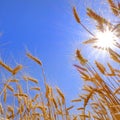 Wheat Field is White Ready to Harvest Biblical Lesson Bible Teaching Royalty Free Stock Photo