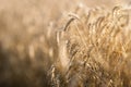 Wheat field ready for harvest Royalty Free Stock Photo