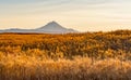 Wheat Field Ready to Harvest in Central Oregon Royalty Free Stock Photo