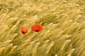 Wheat field with red poppies Royalty Free Stock Photo